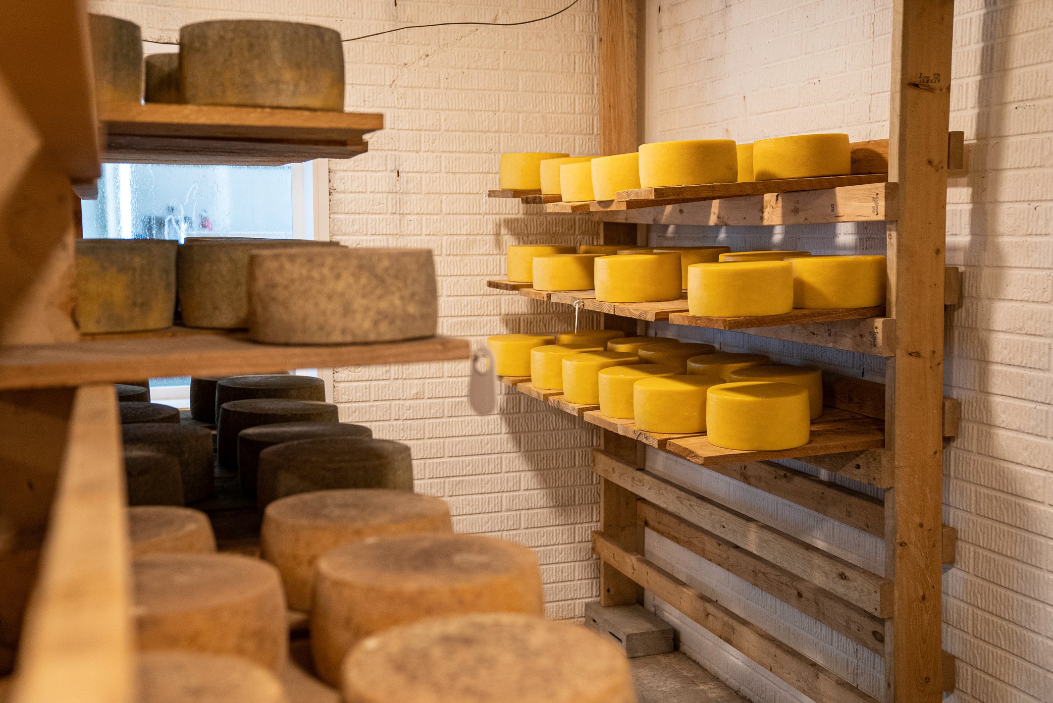 Aging Cheese Wheels on Wooden Shelves